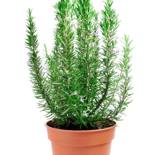 O segredo das ervas mágicas: Alecrim