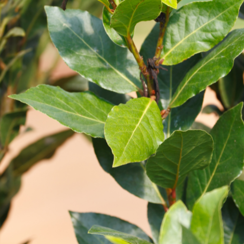 O segredo da erva mágica Louro